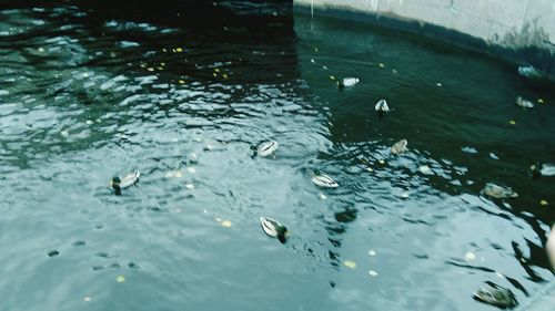 High angle view of swans swimming in lake