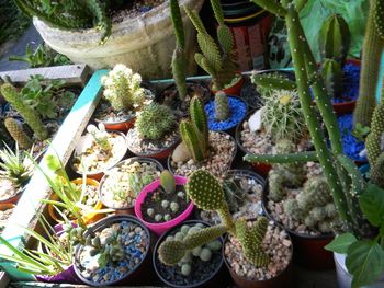 High angle view of potted plants for sale