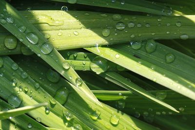 Full frame shot of wet leaves