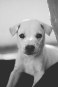 Close-up portrait of puppy