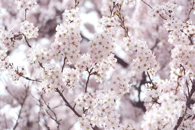 Close-up of cherry blossoms