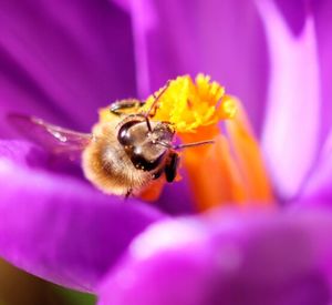 Close-up of honey bee pollinating on purple flower