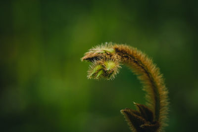 Close up of thorns or white hairs on plants that occur naturally.