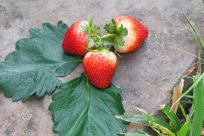 High angle view of strawberries on retaining wall
