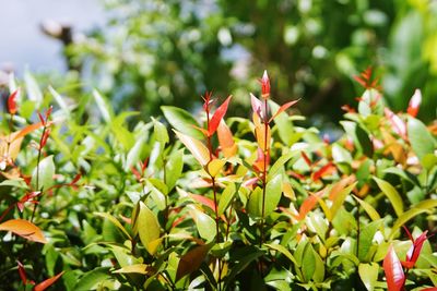 Close-up of red flowering plant