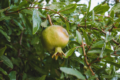 Close-up of fresh fruits on tree