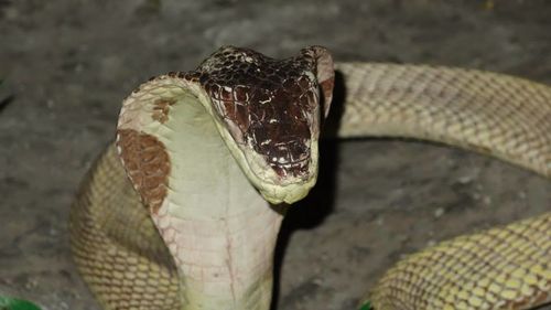 Close up of plant against blurred background