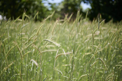 Crops growing on field