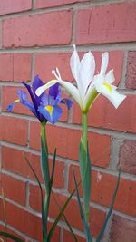 Close-up of flowering plant against brick wall