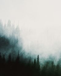 Pine trees in forest during foggy weather