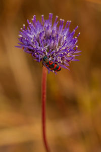 Close-up of purple flowering plant