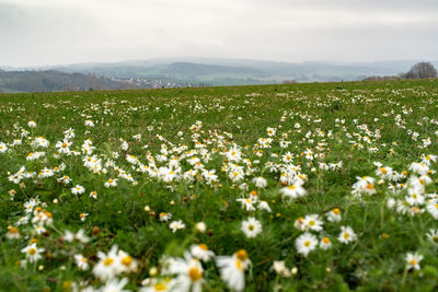 Scenic view of flowering plants on field against sky