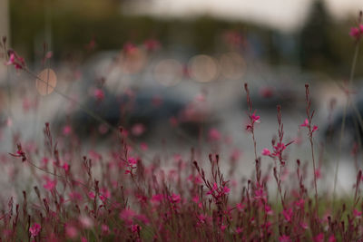 Close-up of pink flowering plants on field