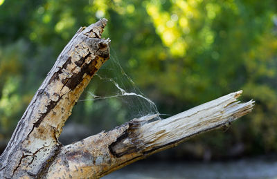 Close-up of spider on wood