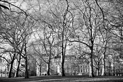 Bare trees against sky