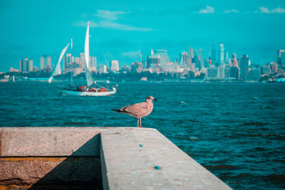 Seagulls perching on a sea