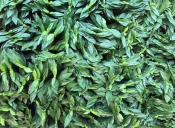 Full frame shot of fresh green leaves