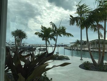 Palm trees by lake against sky