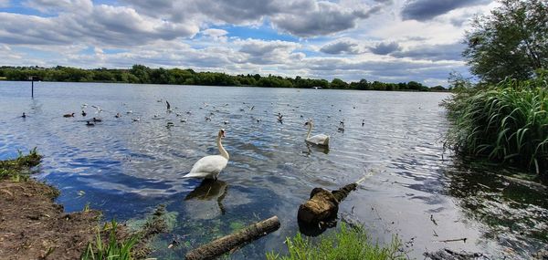 View of swans floating on lake