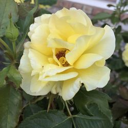 Close-up of yellow flowering plant