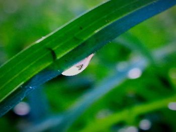 Close-up of green leaves