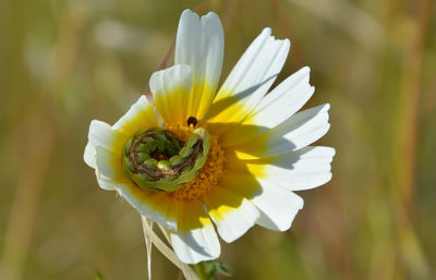 Close-up of insect on yellow flower