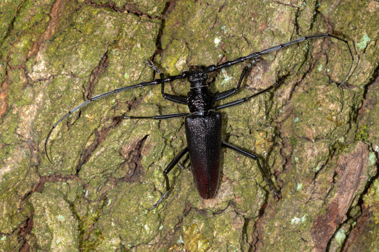 CLOSE-UP OF INSECT ON TREE