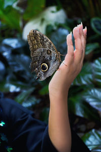 Brown butterfly sit on female beautiful hand