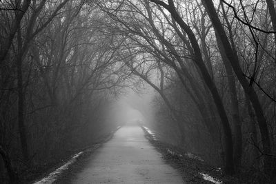 Bare trees in forest