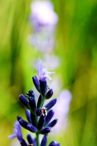 Close-up of purple flowering plant