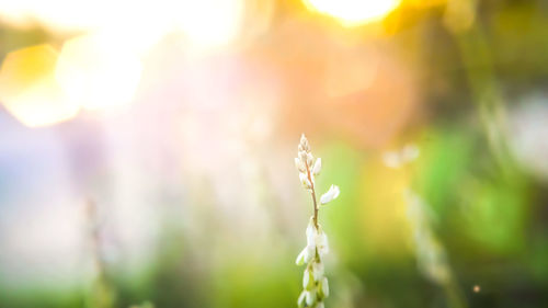 Close-up of plant