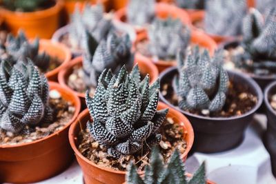 Close-up of succulent plants for sale at market stall