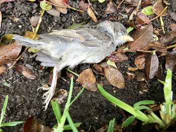 High angle view of bird