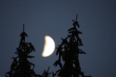 Low angle view of silhouette tree against sky at night