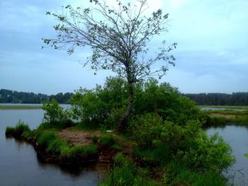 Tree by lake against sky