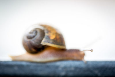 Close-up of snail against clear sky