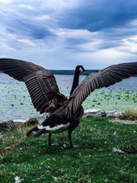 Majesticle goose