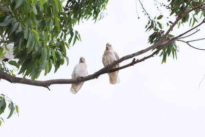 Low angle view of birds perching on tree against sky