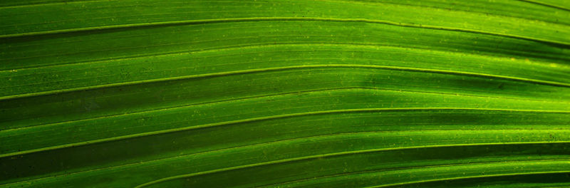 Full frame shot of palm leaves