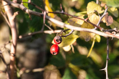 Close-up of berries on tree