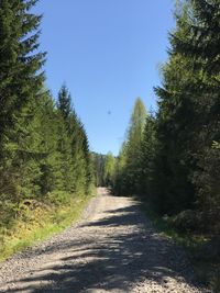 Road amidst trees in forest against clear sky