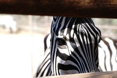 Close-up portrait of zebra at zoo