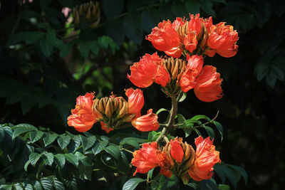 Close-up of red flowering plant