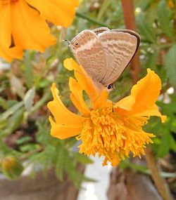 Close-up of butterfly pollinating on yellow flower