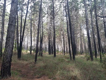 Trees growing in forest