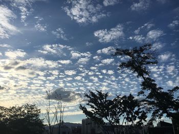 Low angle view of trees against sky