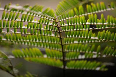 Close-up of green leaves on plant
