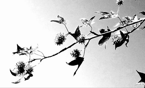 Low angle view of silhouette tree against clear sky