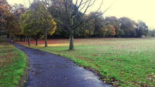 View of trees on grass