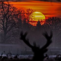 Close-up of silhouette trees against sky during sunset